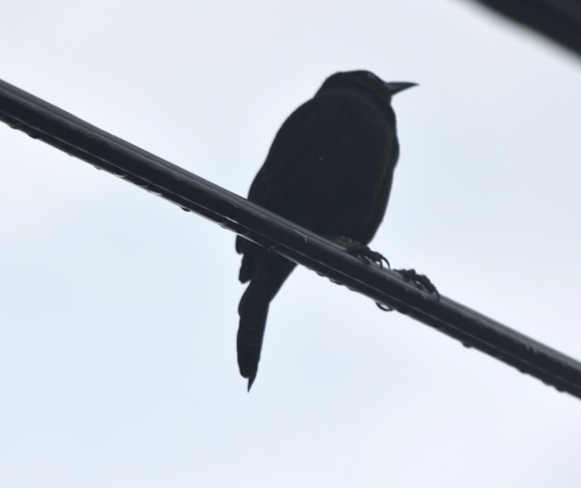grackle black