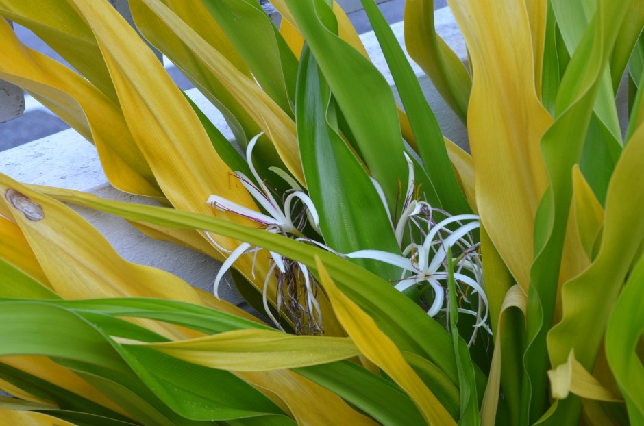 hidden spider flower
