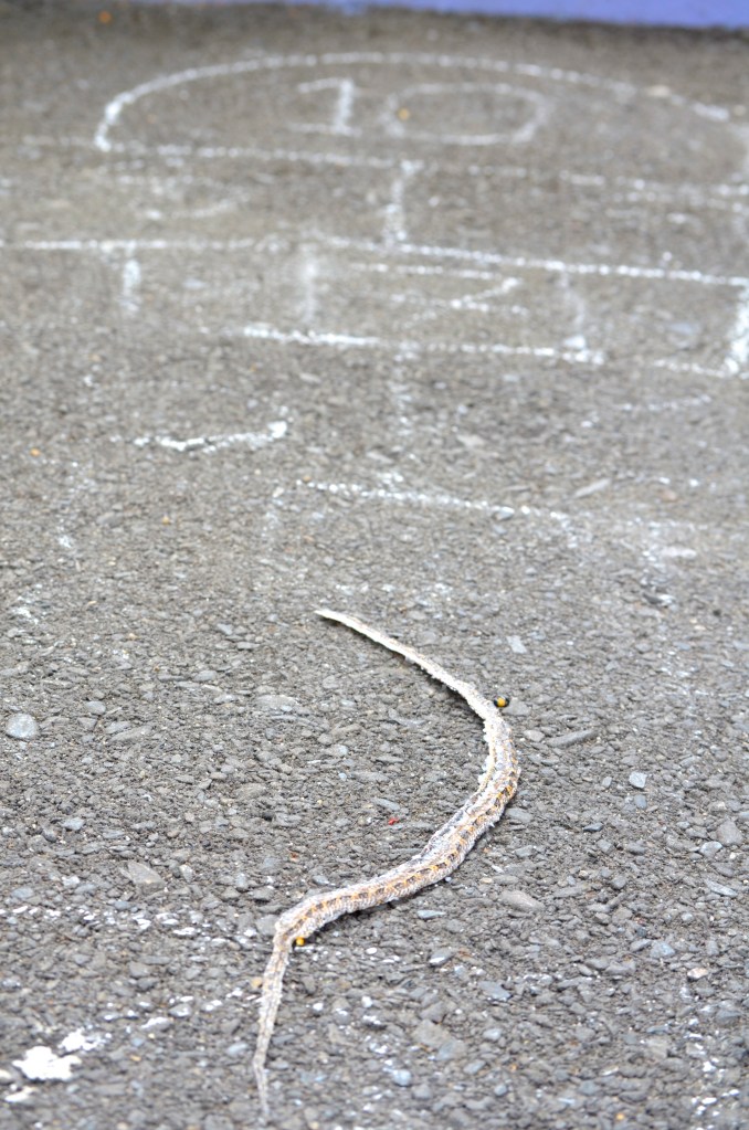 hopscotch snake