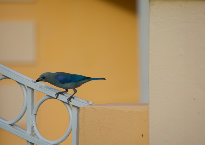blue bird yellow building