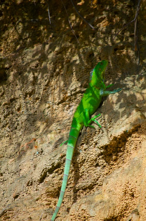 iguana running