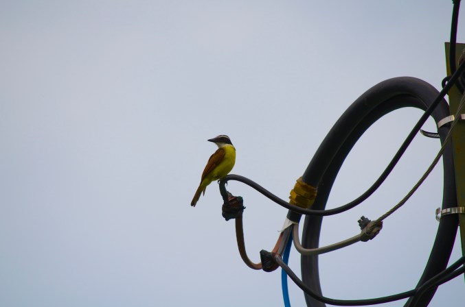 kiskadee looking back