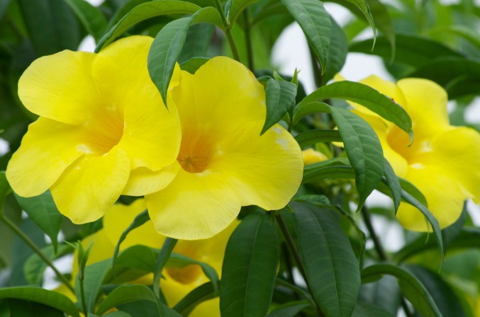 yellow flowers