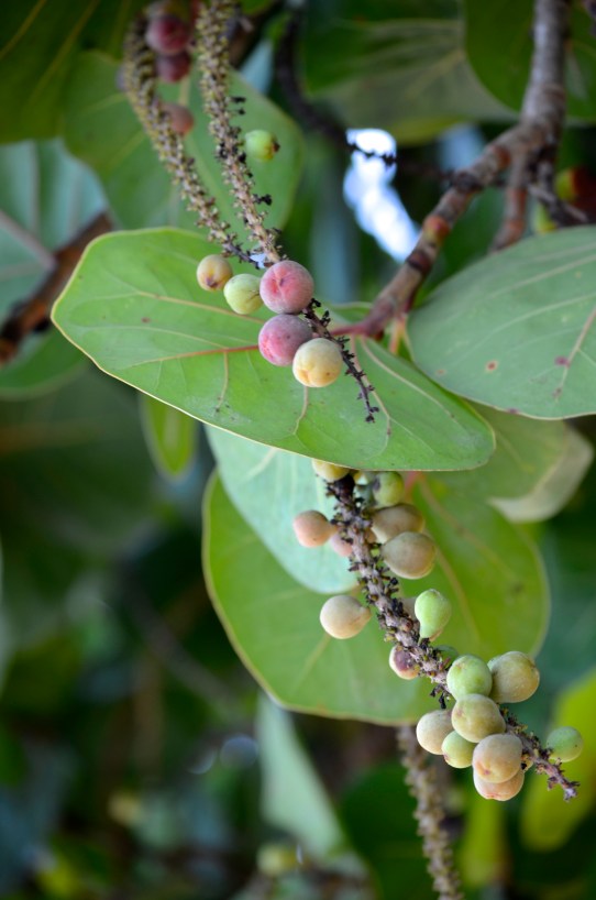 sea grapes