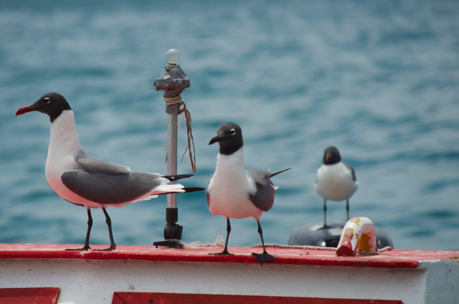 birdsonboat