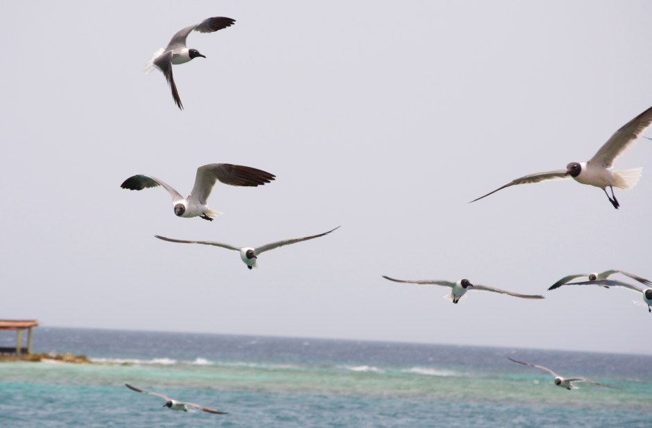seagullsaruba